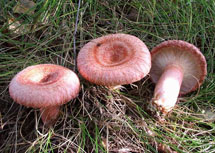 30 лучших съедобных грибов Саратовской области