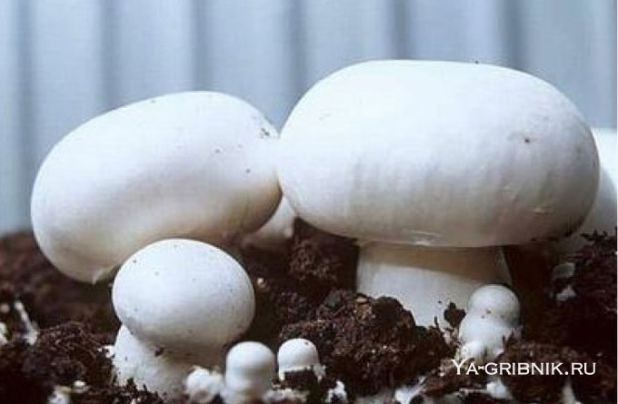 Как выращивать грибы в домашних условиях: инструкция для выращивания белых грибов, шампиньонов