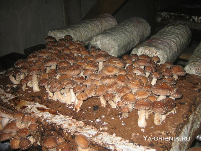 Выращивание гриба шиитаке