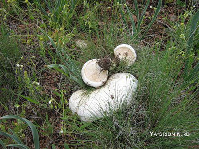 Белый степной гриб