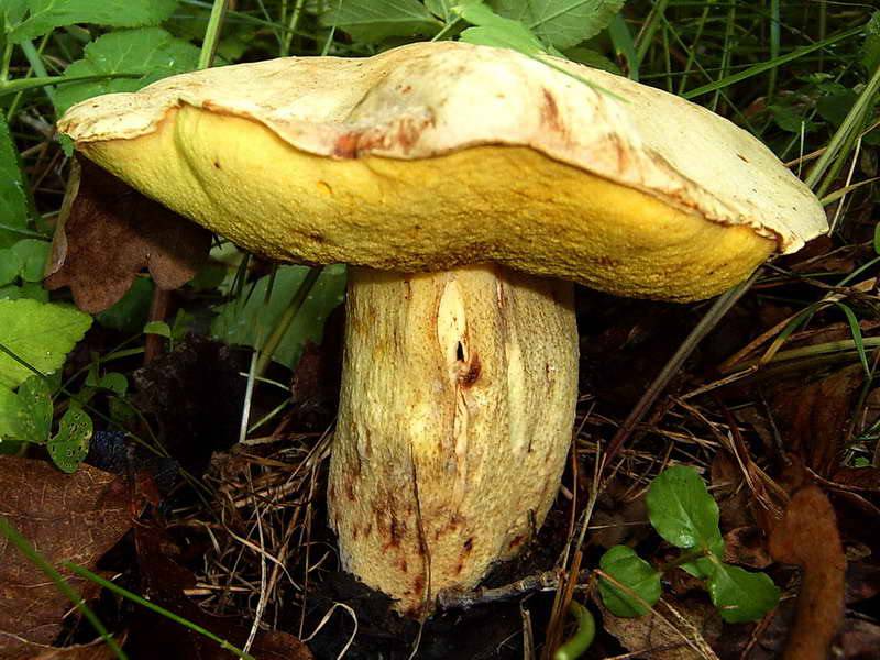 Полубелый гриб