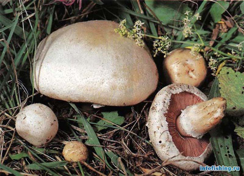 как отличить грибы шампиньоны