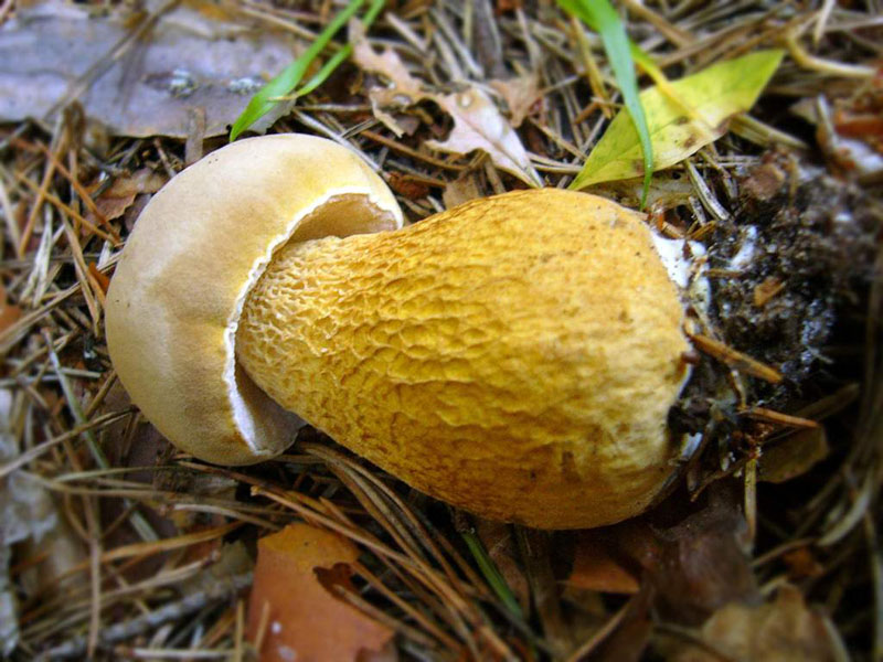 Желчный гриб (горчак)