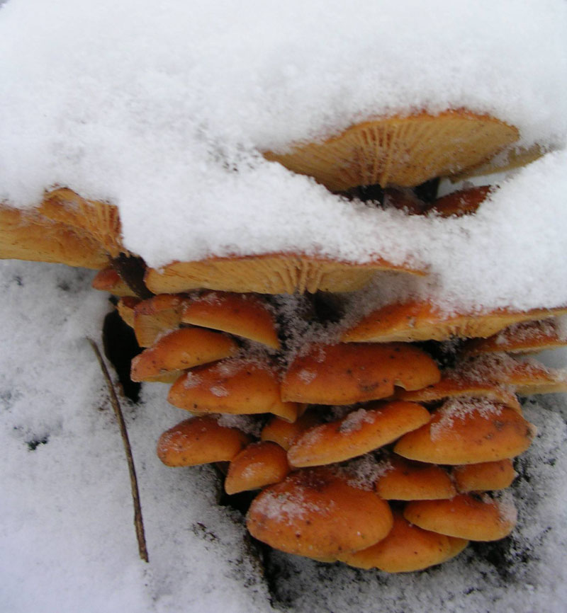 Зимний гриб